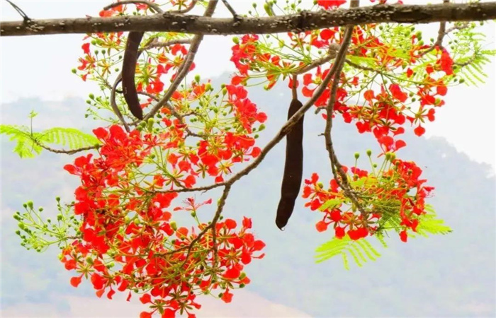 怒江旅游 鳳凰花開紅似火，峽谷賞花正當時