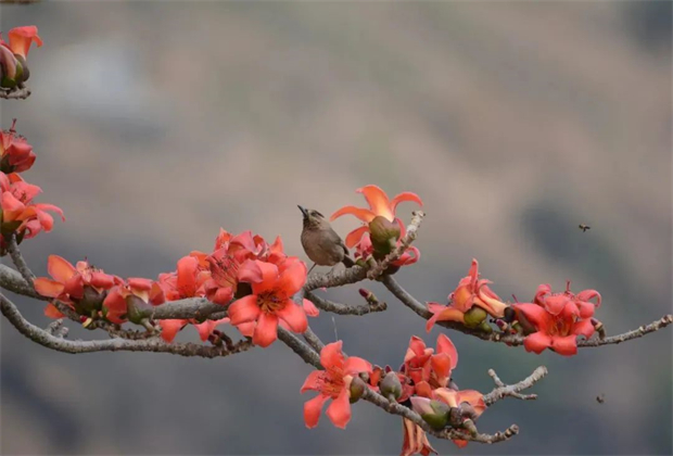 怒江旅行：怒江有風